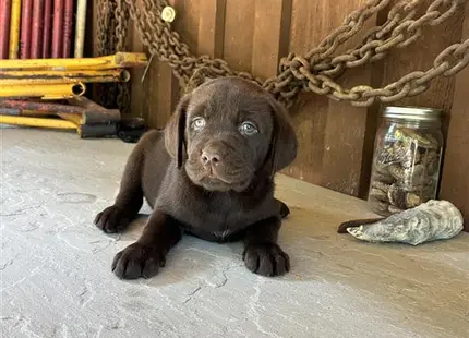 a labrador retriever dog sitting on the floor